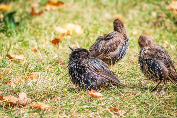 The common starling or European starling, Sturnus vulgaris, on a sprng lawn.