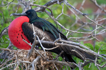 A male frigatebird (Fregata Magnificens) with his inflated gular sac. Galápagos Islands.