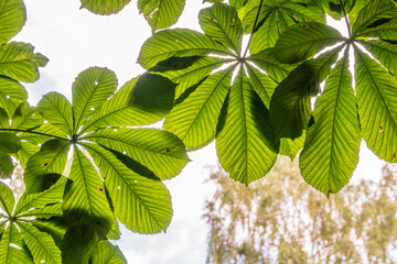 Green Chestnut Leaves in beautiful light. Spring season, spring colors.