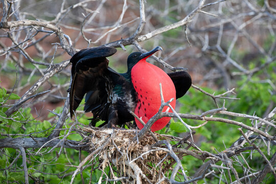 A male frigatebird (Frigata Magnificens) with his inflated gular sac. Gal&aacute;pagos Islands.