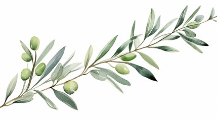 watercolor olive branch. hand drawn winter illustration