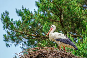 Cigogne blanche dans son nid
