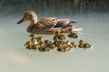 Colvert femelle et ses canetons 