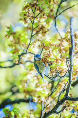 Mésange charbonnière