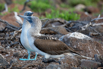 A Blue-footed booby (Sula nebouxii) courting - Galapagos Island.