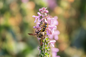 A bee collects pollen on Purple Betony flowers or Betony, Wood Betony, Bishopwort, Bishop's Wort.
