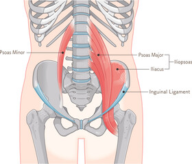 腸腰筋、骨盤周辺の筋肉、大腰筋、小腰筋、腸骨筋、大腿骨、筋肉、股関節、腹、腰、尻、イラスト、illustration