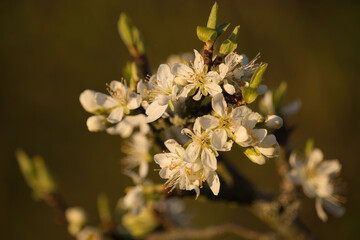 Mulitiple cherry blossoms on a tree branch at sunset on a spring evening in Potzbach, Germany.