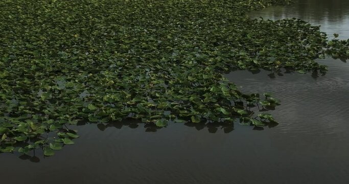 Aquatic Plants Growing Over Lake Near Lamar In Barton County, Missouri, United States. Aerial Closeup Shot