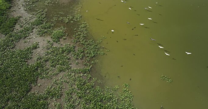 Waterbirds Flying Over Hubler Lake In Vernon County, Missouri, United States. Aerial Drone Shot