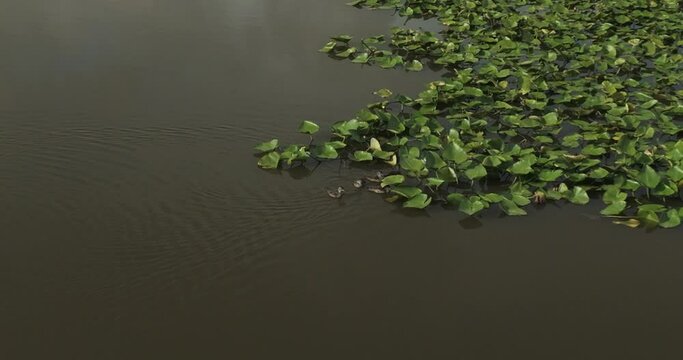 Ducks Swimming On Lake With Floating Vegetation Near Lamar, Barton County, Missouri, United States. Close Up