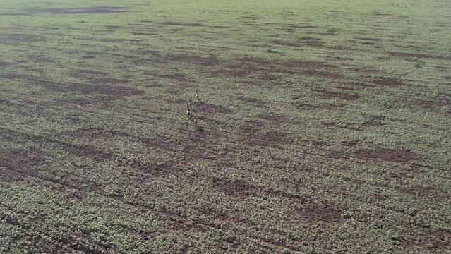 Drone shot of hunters with birds. Falconry