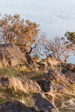 Madrona tree on seaside cliff in Northwest Washington