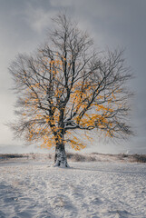 Isolated tree with autumn foliage on a field covered by snow. Selective colors.