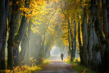 autumn morning in old trees avenue - obrazy, fototapety, plakaty