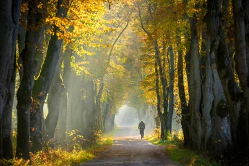 Foto op Canvas autumn morning in old trees avenue © Piotr Krzeslak