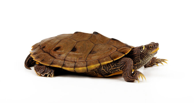 Sabine-H&ouml;ckerschildkr&ouml;te // Sabine Map Turtle  (Graptemys sabinensis / Graptemys ouachitensis sabinensis) 