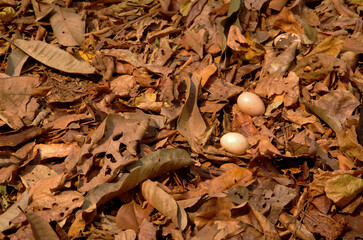 The eggs lie on areas covered with dry leaves.