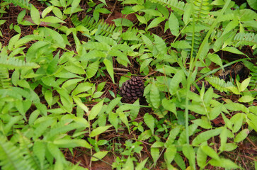 blackberry bush in the forest