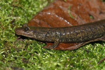 Closeup on a North American blackbelly dusky salamander, Desmognathus quadramaculatus on green moss