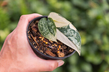 Closeup to leaf of scindapsus mayari in the pot     - obrazy, fototapety, plakaty