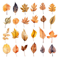 Obraz premium set of leaves