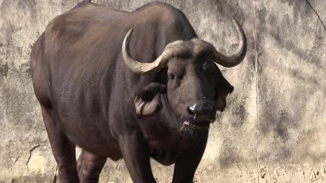 Closeup of the Wild water buffalo ruminating standing up alone. 4K  
Shot at Asa Zoo in Hiroshima, Japan. Nov. 15, 2023