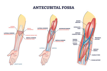 Antecubital fossa anatomy with human hand structure outline diagram. Labeled educational area of anatomical arm and forearm transition vector illustration. Elbow veins, arteries and muscles location. - obrazy, fototapety, plakaty