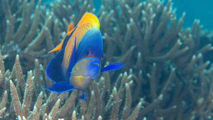 Blue-girdled Angelfish or majestic angelfish swims over corals of Bali