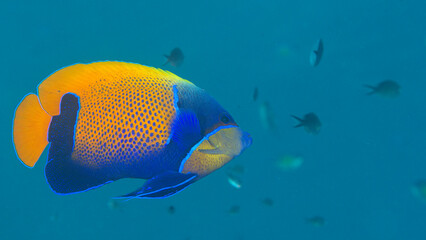 Blue-girdled Angelfish or majestic angelfish swims over corals of Bali - obrazy, fototapety, plakaty