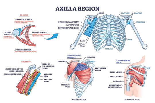 Axilla region anatomy with skeletal or muscular structure outline diagram. Labeled educational medical scheme with borders, contents, clavipectoral triangle and quadrangular space vector illustration