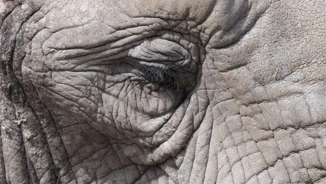 Close up shot showing sleepy eye of elephant during sunny day outdoors - slow motion