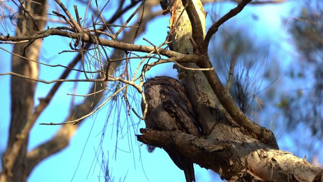 Tawny frogmouth, podargidae, perching motionless on branches, camouflage to avoid detection, blend in blend in with the colour and texture of tree bark, close up shot.
