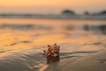 해질녘 바닷가의 소라