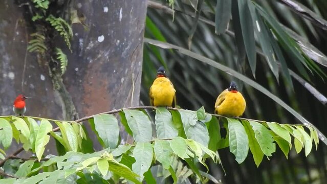 two balck-crested bulbul birds, a yellow bird and javan sunbird are on a green leaf branch