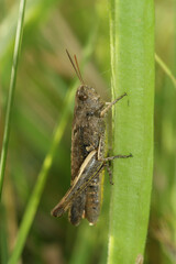 Vertical closeup on the brown colored bow-winged, grasshopper, Chorthippus biguttulus