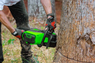 Cutting trees with chainsaw on forest site by professional lumberjack