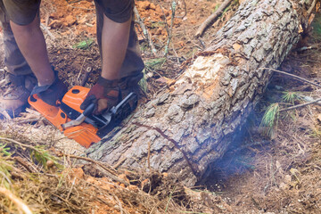 Cutting trees in a forest with gasoline chainsaw by lumberjack