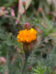 yellow flower in garden with green leaves