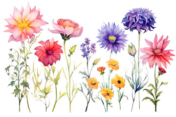 Obraz na płótnie Canvas Flowers set with colorful wildflower. Dahlia, lily, poppy and cornflower, watercolor floral isolated on white background. generative ai.