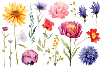 Foto auf Acrylglas Flowers set with colorful wildflower. Dahlia, lily, poppy and cornflower, watercolor floral isolated on white background. generative ai. © mustak