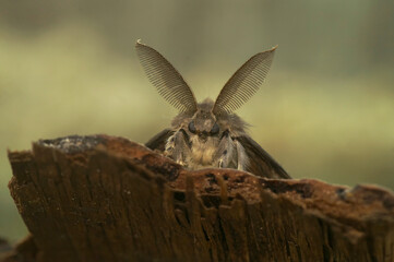 Closeup on a brown Gypsy moth, Lymantria dispar with it's remarkeable bat-like antenna