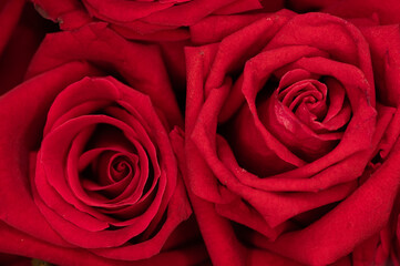 red rose petals
