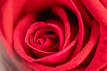 red rose close up