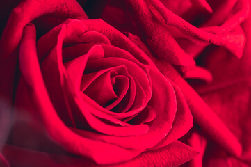 red rose close up