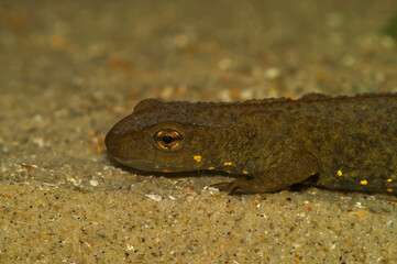 Closeup on a territorial Chinese warty newt , Paramesotriton chinensis , underwater