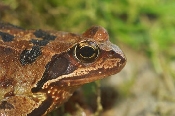 Close-up on a female of the European Common brown frog, Rana temporaria