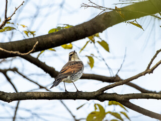 木の枝にとまるツグミ