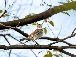 木の枝にとまるツグミ