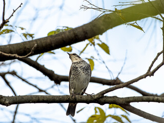 木の枝にとまるツグミ